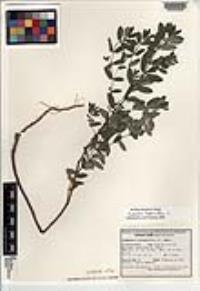 Euphorbia hypericifolia image