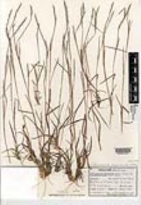 Schizachyrium sanguineum var. hirtiflorum image