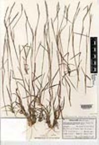 Schizachyrium sanguineum image