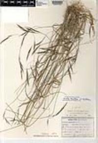 Aristida schiedeana image