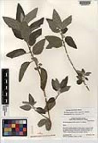 Bernardia lagunensis image
