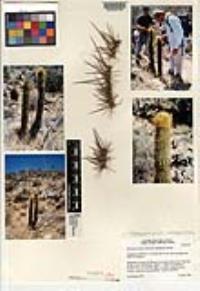 x Pacherocactus orcuttii image