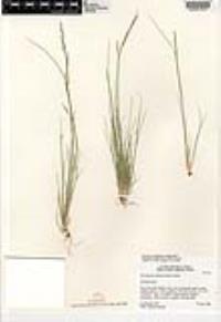 Deschampsia elongata image