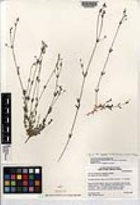 Arenaria lanuginosa subsp. saxosa image
