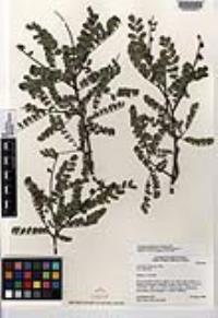 Amorpha californica image