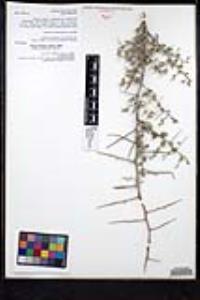 Sarcomphalus obtusifolius image