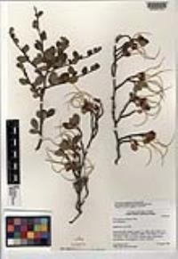 Cercocarpus montanus image