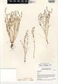 Juncus ambiguus image