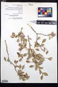 Viscainoa geniculata var. geniculata image