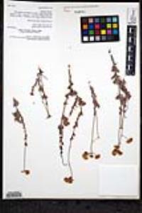 Eriogonum fasciculatum var. flavoviride image