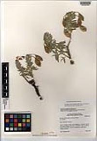Peritoma arborea image