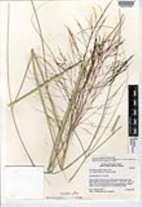 Sporobolus wrightii image
