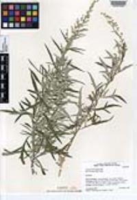 Artemisia ludoviciana subsp. incompta image