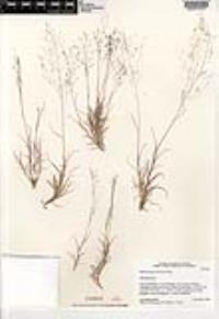 Muhlenbergia arizonica image