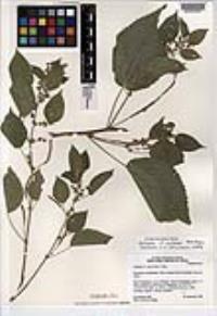 Acalypha umbrosa image