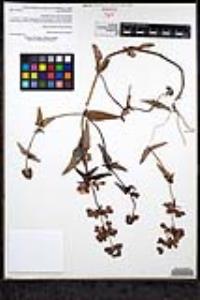 Collinsia heterophylla image