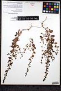 Sairocarpus pusillus image