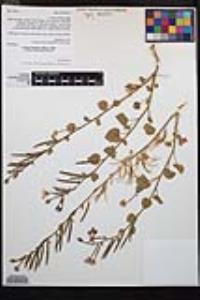 Chylismia cardiophylla image