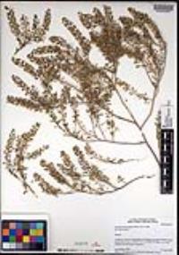 Lepidium lasiocarpum image