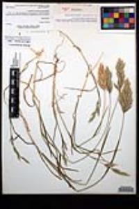 Bromus hordeaceus image