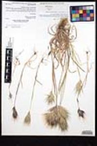 Bromus rubens image