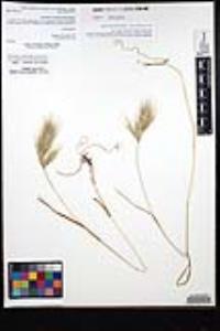 Bromus rubens image