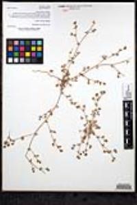 Chorizanthe flava image