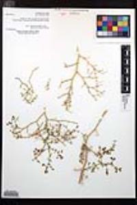 Fagonia pachyacantha image