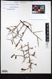 Colubrina californica image
