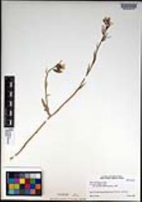 Eruca vesicaria image