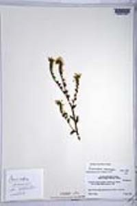 Amsinckia intermedia image