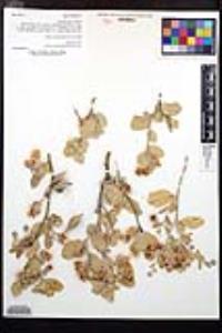 Viscainoa geniculata image