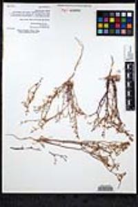 Chorizanthe brevicornu var. brevicornu image