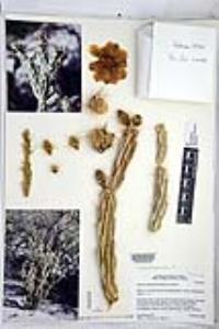 Cylindropuntia californica subsp. delgadilloana image