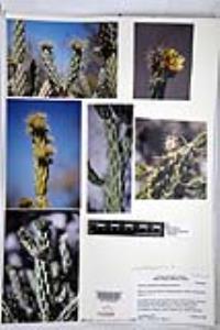 Cylindropuntia californica subsp. delgadilloana image