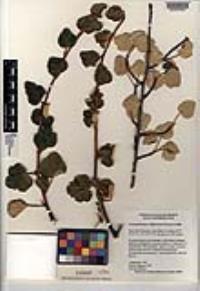 Fremontodendron californicum image