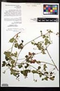 Paullinia sonorensis image