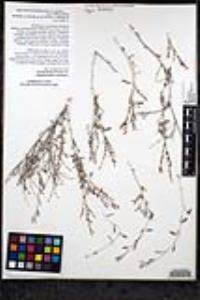 Eriogonum wrightii var. nodosum image