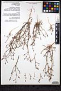 Chorizanthe brevicornu image