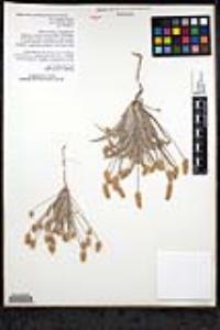 Plantago ovata image