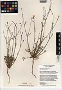 Eschscholzia parishii image
