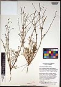 Eschscholzia minutiflora image