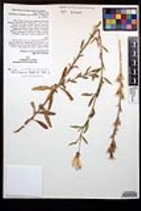 Oenothera elata image