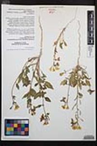 Chylismia claviformis image