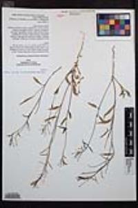 Eremothera chamaenerioides image