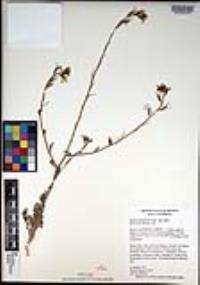 Eruca vesicaria subsp. sativa image