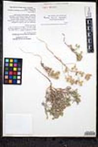 Johnstonella costata image