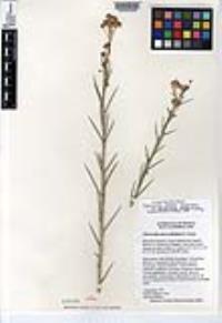Chloracantha spinosa var. spinosissima image
