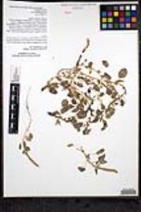 Amaranthus palmeri image