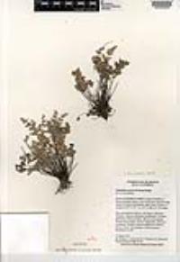 Myriopteris parryi image